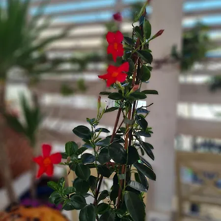 Dieci Maggio Szálloda